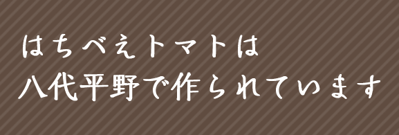 はちべえトマトは八代平野で作られています